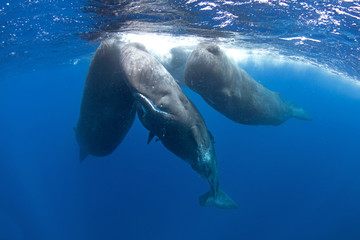 Naklejka premium sperm whale, physeter macrocephalus, tooth whale