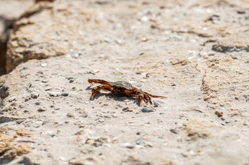 crab on the sandy beach