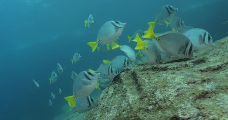 School of Cortez rainbow wrasse and Yellowtail surgeonfish on the reefs of the sea of cortez, Mexico.