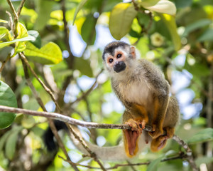 Spider monkey looks inquisitive