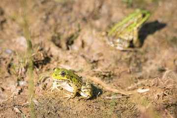 Frog is sitting in the mud next to a pond