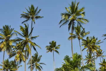 Palm trees on background of blue sky