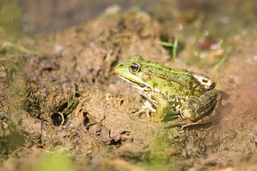 Frog is sitting in the mud next to a pond