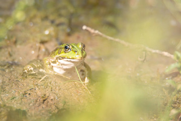 Frog is sitting in the mud next to a pond