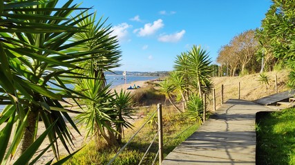 Obraz premium palm tree path by the lagoon