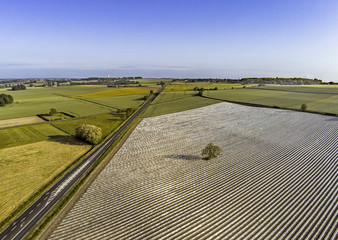 Vue d'un arbre entouré d'un champs de melons sous tunnels en plastiques