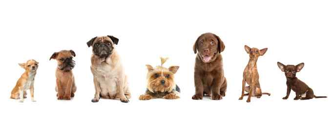 Obraz premium Set of adorable dogs on white background