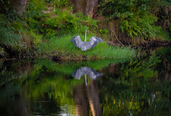 Garça a bater as asas e seu reflexo na água do rio