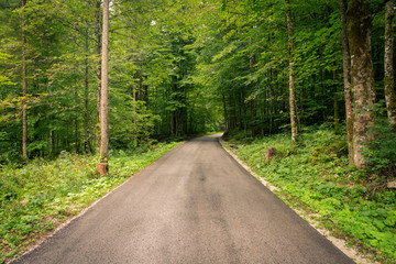 Empty road passes through the middle of the forest. Pastoral landscape surrounded by trees and green grass.