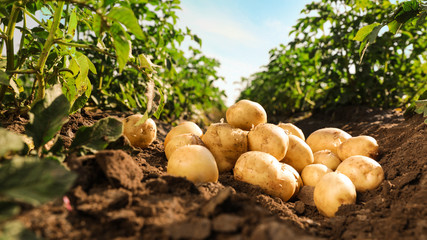 Fototapeta Pile of ripe potatoes on ground in field obraz