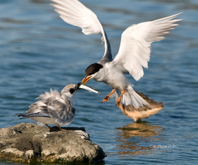 Forster's tern