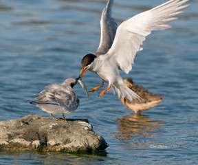 Forster's tern