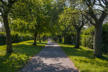 View of a path through a park shaded by trees on a summer day