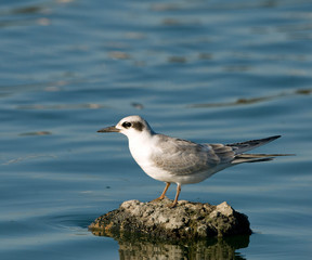 Forster's tern
