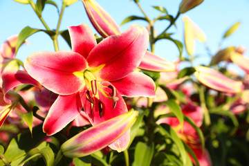 Beautiful bright pink lilies growing at flower field, closeup