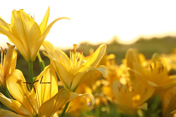 Beautiful bright yellow lilies growing at flower field, closeup