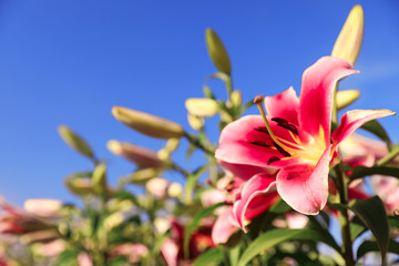 Fototapeta na wymiar Beautiful pink lilies in blooming field against blue sky. Space for text