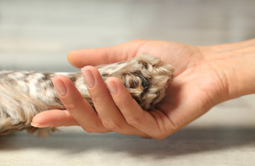 Woman holding dog's paw indoors, closeup view
