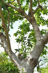 a vertical shot of a tall banyan tree with stretching branches