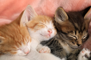 Cute little kittens on pink blanket, closeup view