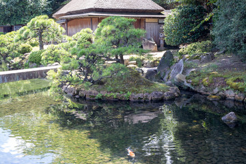 Fototapeta na wymiar Japanese garden Korakuen