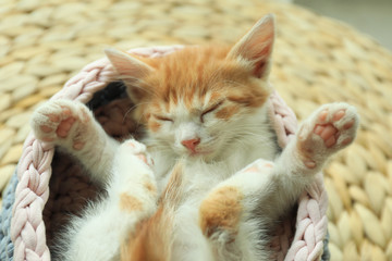 Cute little red kitten sleeping in knitted basket at home