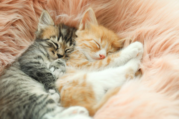 Cute little kittens sleeping on pink furry blanket