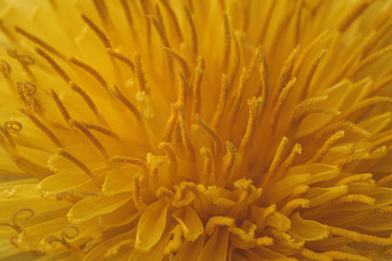 Macro close-up photograph of the inside of a yellow dandelion flower, with its petals covered in pollen, yellow background for wallpaper.