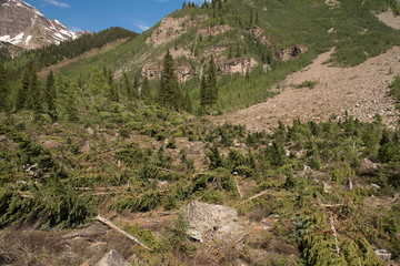 Avalanche Damage - Crater Lake Trail