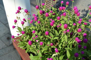 vivid blooming pink flowers planted roadside in shenzhen china
