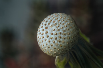 Macro close-up of a dandelion flower receptacle, completely peeled, with the seeds just beginning to sprout, in an indoor garden.