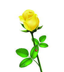 Beautiful yellow rose isolated with morning dew and ladybug on white background, flower gift, garden flower, rose bud, 3d design. Vector illustration.