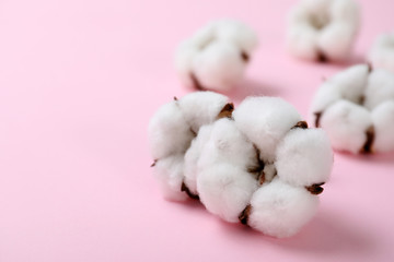 Fluffy cotton flowers on pink background, closeup. Space for text