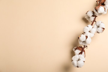 Fluffy cotton flowers on beige background, top view. Space for text