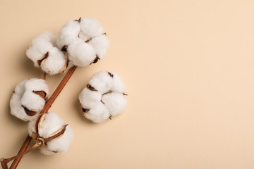Fluffy cotton flowers on beige background, top view. Space for text