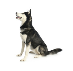 Cute Siberian Husky dog isolated on white