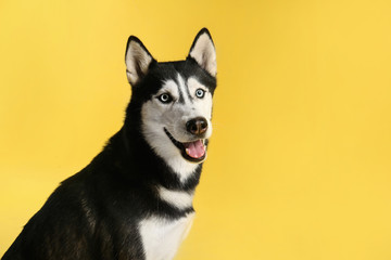 Cute Siberian Husky dog on yellow background. Space for text