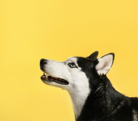 Cute Siberian Husky dog on yellow background