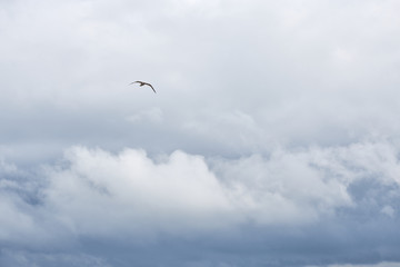 Seagull flying in cloudy sky in stormy weather. Natural background. Copy space.