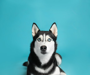 Cute Siberian Husky dog on blue background