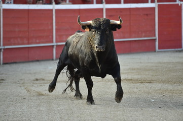 bull in spain running on bullring on traditional spectacle