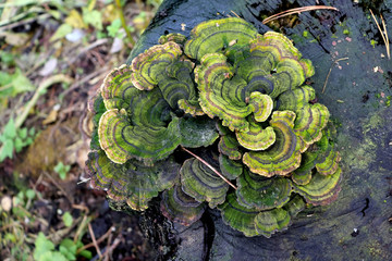 A huge overgrown mushroom, like a chaga, on a big black stump