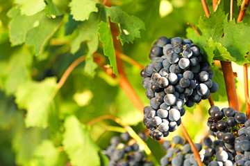Fresh ripe juicy grapes growing in vineyard