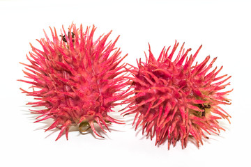 Castor oil plant on white background