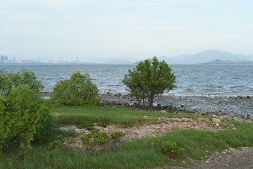 a tree standing alone by the coastal beach with pebbles in shenzhen, china