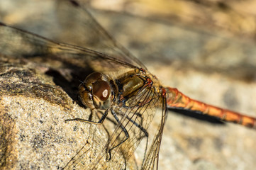 Dragonfly Big Eyes Close-up Macro Photography