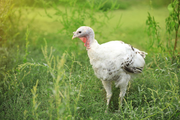 Domestic turkey with white feathers outdoors. Poultry farming