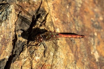 Dragonfly Big Eyes Close-up Macro Photography