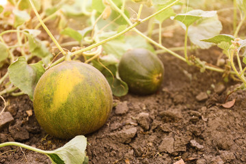 Fresh ripe juicy melon growing in field