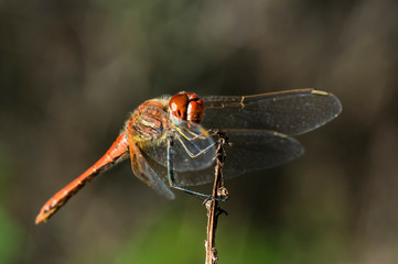 Dragonfly Big Eyes Close-up Macro Photography